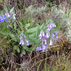 sagebrush bluebell thumbnail 4