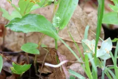Puccinia orbicula thumbnail 1