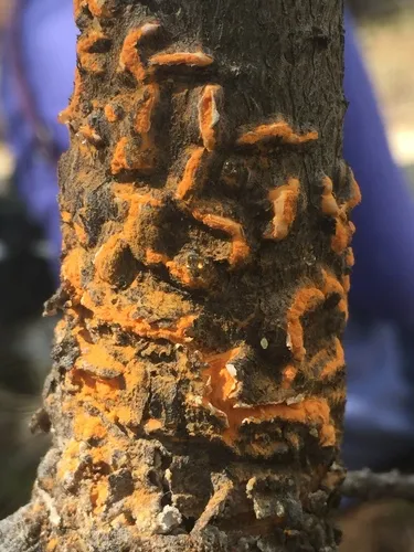 Comandra Blister Rust