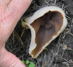 Veined Cup thumbnail 3