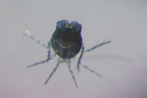 Arrenurus cheboyganensis