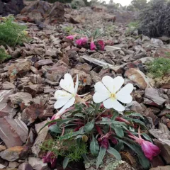 fragrant evening primrose thumbnail 3