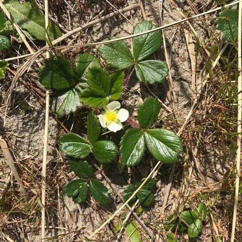 beach strawberry