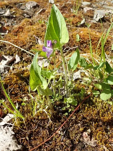 Great Lakes Violet