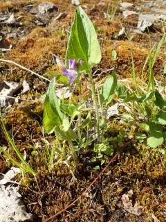 Great Lakes Violet thumbnail 1