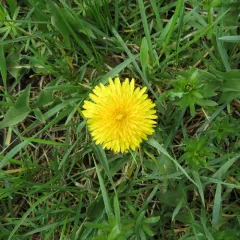 common dandelion thumbnail 4