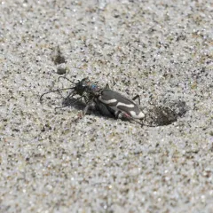 Pacific Coast Tiger Beetle thumbnail 3
