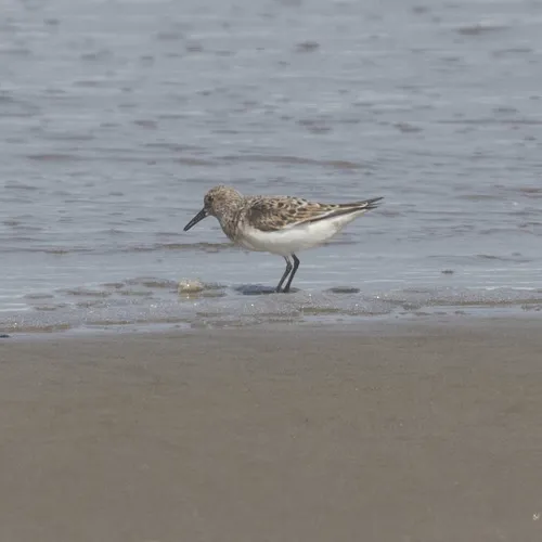 Sanderling