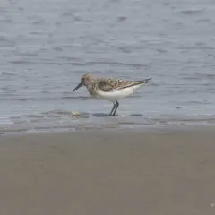 Sanderling thumbnail 1
