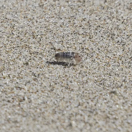 Pale beach hopper