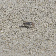Pale beach hopper thumbnail 1