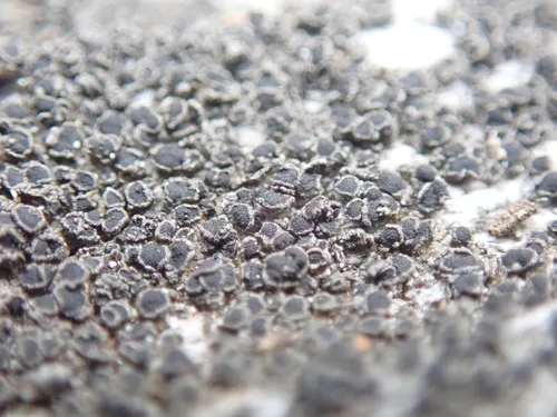 Conrad's Pepper-Spore Lichen