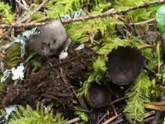 Neournula nordmanensis thumbnail 4