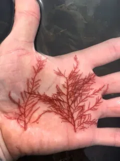 Bonnemaisonia nootkana thumbnail 2