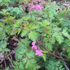 Herb Robert photo