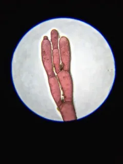 Griffithsia pacifica thumbnail 3