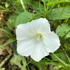 Low False Bindweed thumbnail 2