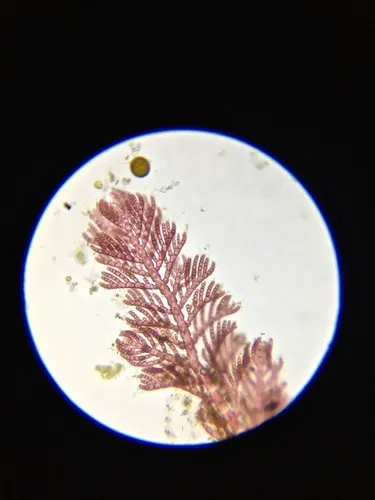 Antithamnion defectum