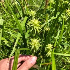 Gray's sedge thumbnail 2