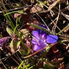 small-flowered blue-eyed mary thumbnail 2