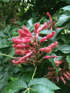 Red Buckeye thumbnail 2