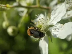 Viper's Bugloss Small-Mason thumbnail 2
