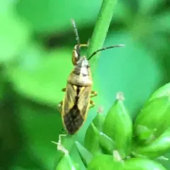 Oedancala dorsalis thumbnail 4