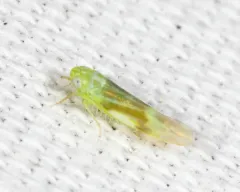 Matsumurasca convergens thumbnail 4