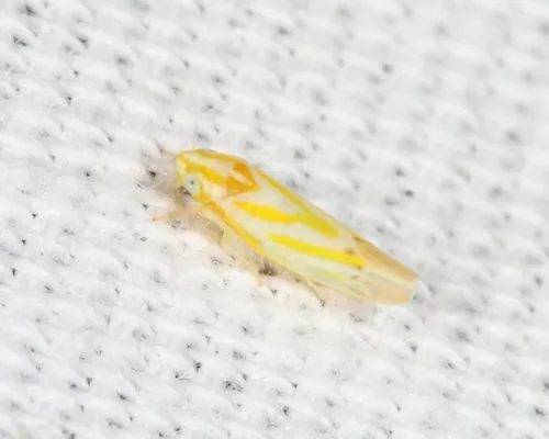 Erythridula jocosa