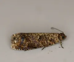 Sumac Leaftier Moth thumbnail 2