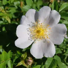 Dog-rose thumbnail 4