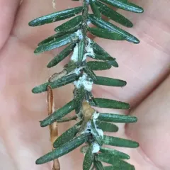 Hemlock Woolly Adelgid thumbnail 1