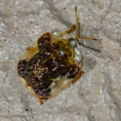 Clavate Tortoise Beetle thumbnail 4
