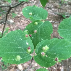 Witch-hazel Cone Gall Aphid thumbnail 1