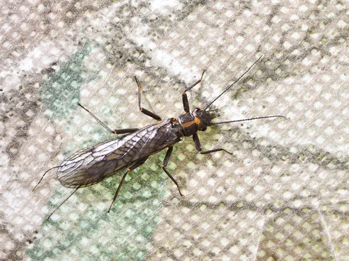 Olive Springfly