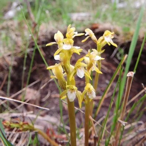 northern coralroot