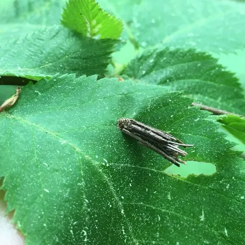 Common Bagworm Moth