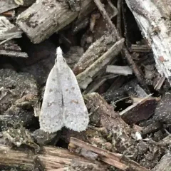 Spotted Dichomeris Moth thumbnail 2