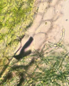 mosquito fern cyanobacterium thumbnail 4