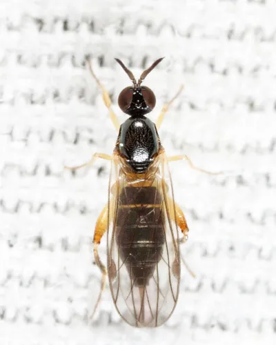 Oedalea ohioensis