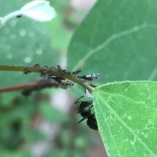 Smoky Poplar Aphid