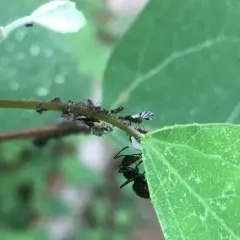 Smoky Poplar Aphid thumbnail 1