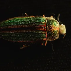 Golden Buprestid Beetle thumbnail 4