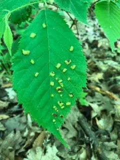 Taphrina virginica thumbnail 3
