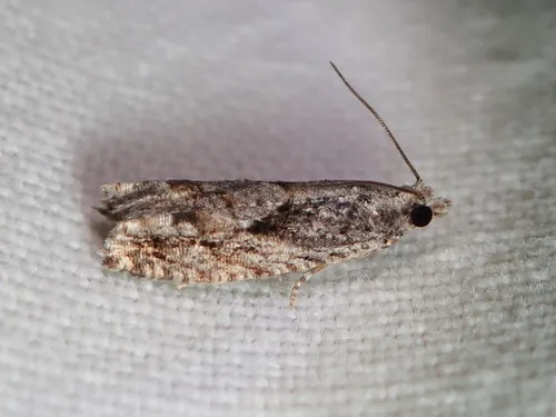 ironwood fruitworm