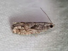 ironwood fruitworm thumbnail 1