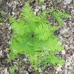 ostrich fern thumbnail 4