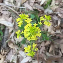 bitter wintercress thumbnail 5
