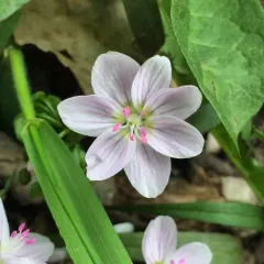 Virginia Springbeauty thumbnail 4
