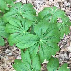 mayapple thumbnail 4